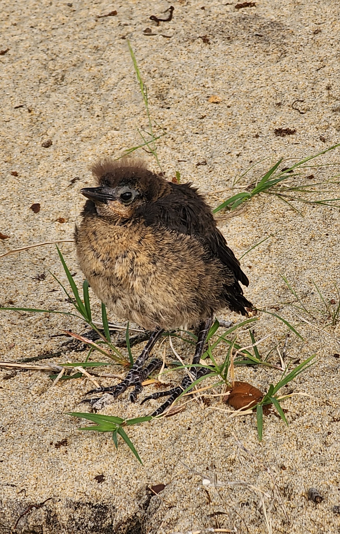 Cutie Patootie Bird